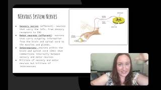 Mod 1.2 AP Psych The Nervous System