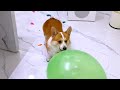 Oh my God! Funniest dogs challenge The  Funny Animal Videos 2024 😂 Those animals are funny. #0018