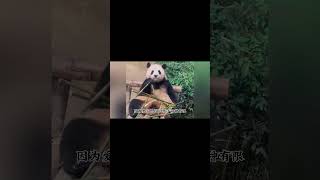 得知福宝不会掰竹子的宋爷爷连夜修改教材 #国宝 #panda #福宝 #animals #大熊猫 #科普 #搞笑#shorts