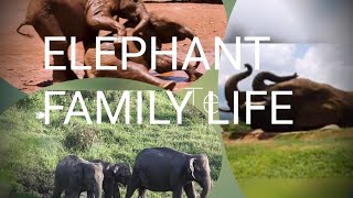 elephant family elephant