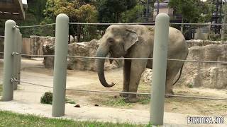 アジアゾウのスポットガイド@福岡市動物園/2016-04-10