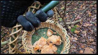 Pilze sammeln im November - Herbstspaziergang im Jura