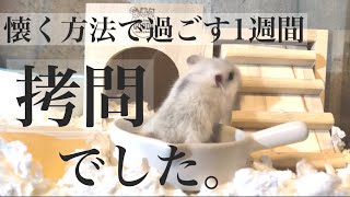 ハムスターと仲良くなるためにお迎え1週間気をつけること🐹拷問でした。