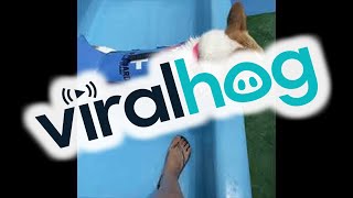 This Corgi Loves Going Down Slides || ViralHog