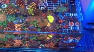 zoas video! マメスナ動画！