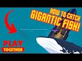 How To Catch GIGANTIC FISH!? | Play Together