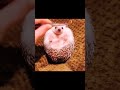 cuteness and humor in animal daily life 01 animals funny cute