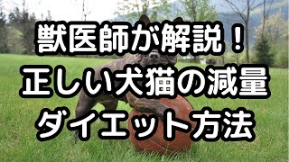 獣医師が解説！正しい犬猫の減量ダイエット方法！NGな判断基準#犬 #猫 #獣医 #犬 #愛犬 #猫好きさんと繋がりたい #いぬのいる生活 #猫のいる暮らし #いぬ #かわいい犬