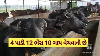 4 પાડી, 12 ભેંસ, 8 ગાય વેચવાની છે ગુજરાતમાં, જેમાં બન્ની, મહેસાણી, જાફરાબાદી, ગીર, HF, કાંકરેજ ગાયો