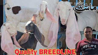 HYDERABADI GOATS TOP Quality MALE FEMALE GULABI BREEDLINE @sohailgoatfarm