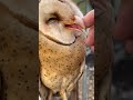 baby barn owl enjoying cuddles owl baby wildlife animals nature