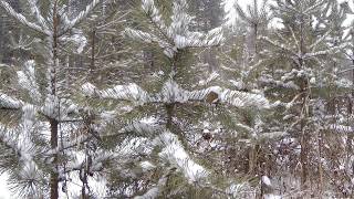 Падает пушистый снег, красивый зимний лес