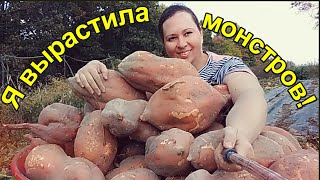 Как я вырастила огромный батат!!!