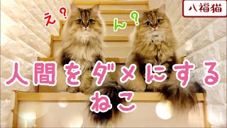 【必見】姉妹猫の甘えた 鳴き声 でおねだりする姿がめちゃくめちゃ可愛い ❤️