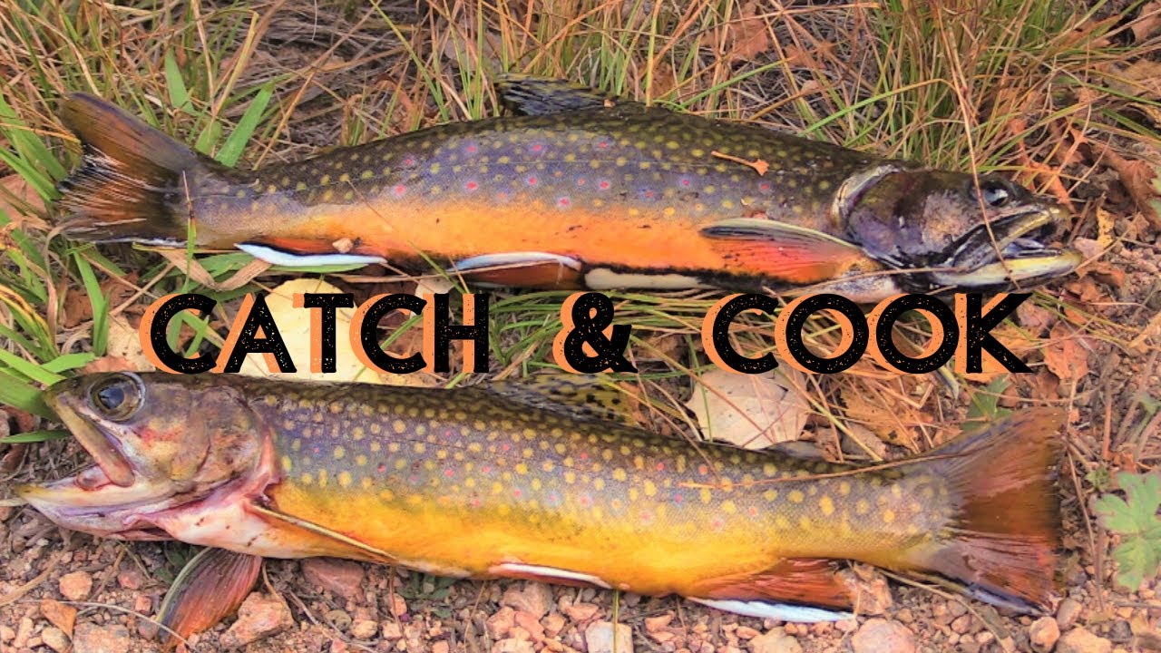 BROOK TROUT COLORADO {Catch, Clean & Cook} - YouTube