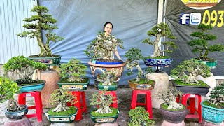 Cây cảnh 0938.323449 Thúy Ngọc 15/1 chào bán nhiều loại bonsai thành phẩm