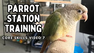 How To Train Your Bird To Fly - Parrot Station Training | Core Skills 7 | TheParrotTeacher