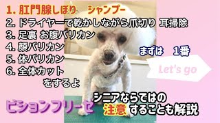 【老犬シャンプー】ビション17歳のシニア犬トリミング　注意する事を解説