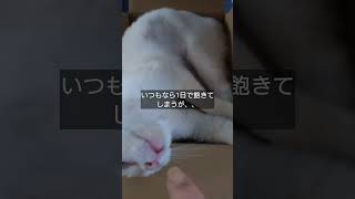 【飼い猫あるある😁】段ボールに入るキキ！