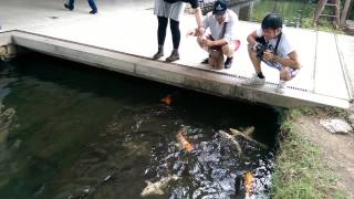 奈良公園餵魚