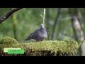 bird watching minami alps eco village hayakawa town yamanashi prefecture japan