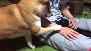 柴犬と黒猫 パパのお膝は気持ちいいにゃ〜 dog jealous of cat