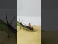 Mantis vs Centipede