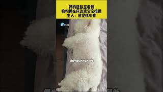 主人跟狗子说要离宝宝远点，结果进门看见这一幕就后悔了#萌宠 #pets #狗狗 #可爱