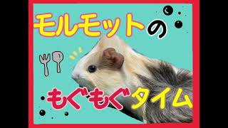 【チモシー】モルモットのもぐもぐタイム♪【直接対面】