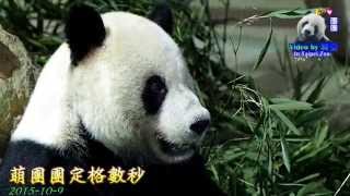 20151009萌團團定格數秒 The Giant Panda Tuan Tuan pds