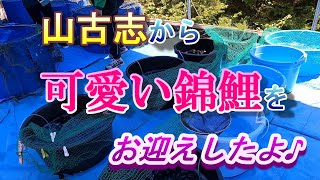 【錦鯉】 錦鯉発祥の地、山古志から可愛い錦鯉をお迎えしたよ♪　大正三色の当歳魚です。成長がとても楽しみです。