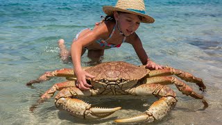 What Is The Process of Hunting Giant Stone Crabs in Florida Like?