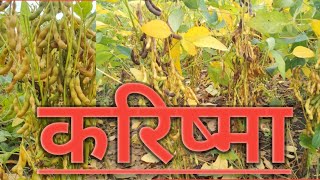 Karishama soyabean | सोयाबीन करिष्मा  अर्ली जबरदस्त वान.@krushi_mitra_rajukrushi mitr raju