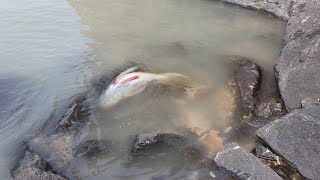 乌头鱼喜欢跃出水面跳水，今天遇到个撞死在石头上的，渔妹乐坏了