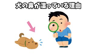 犬の鼻が湿っている理由#犬#雑学