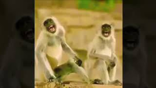 Monkey Laugh - No Copyright Gif