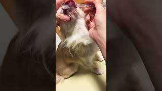 犬の歯磨きタイム①チワワ　#chihuahua #dog #shorts