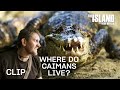 Where Do Caimans Live? | The Island with Bear Grylls