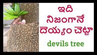 It is really devils tree Saptaparni ||Edu leaves tree ||Nijama abaddama || dita bark