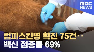 럼피스킨병 확진 75건‥백신 접종률 69% (2023.11.03/12MBC뉴스)