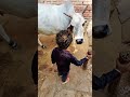 हिंदू ही गौ सेवा 🙏 राम भक्त हैं #song #trending #cow #bhakti #animals #ytshorts #shorts