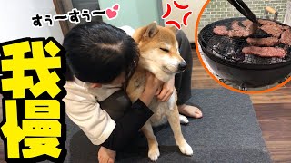 娘に犬吸いされても焼肉を待ち続ける柴犬