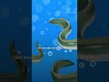 the mysterious lifecycle of eels that science still does not know