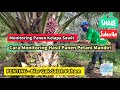 Cara Monitoring Hasil Panen Kelapa Sawit Petani Mandiri