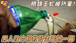 酷暑難忍！眼鏡王蛇熱到闖村求救命，男人捨命上前喂水，隨後鏡頭記錄震撼一幕！#奇跡 #震撼 #不可思議 #反應 #反轉 #驚人 #動物 #眼鏡王蛇 #蛇 #害怕 #驚險 #刺激 #新聞 #勇氣 #沒想到