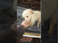 Cuccioli Cani Taglia Media maschi femmine in regalo video 3