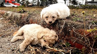 Two puppies searched for their mother until they were exhausted on the busy road, I adopted them