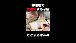 【超爆音注意】初めての注射に子猫が大絶叫で大暴れ #shorts