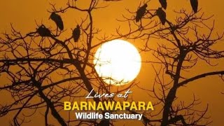 100 km from Raipur lies Barnawapara Wildlife Sanctuary, a summer paradise! || chidiya ghar || jangal