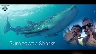 Sumbawa’s Sharks!